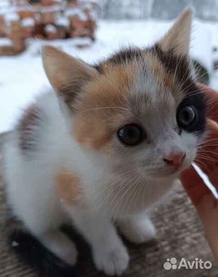 Котенок в добрые руки