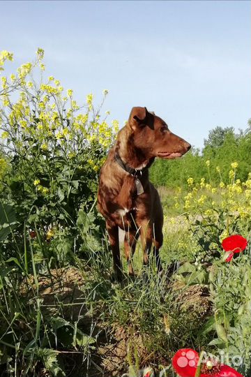 Молодая собака