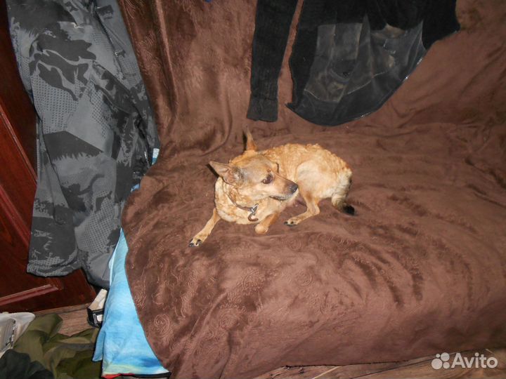 Щенки русский той-терьер