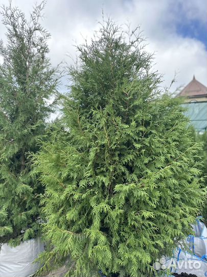 Туя Брабант 2,2-2,4 м