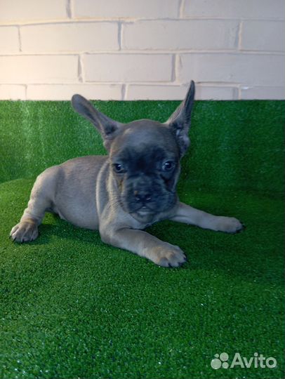 Французский бульдог щенки голубые, голубопалевые