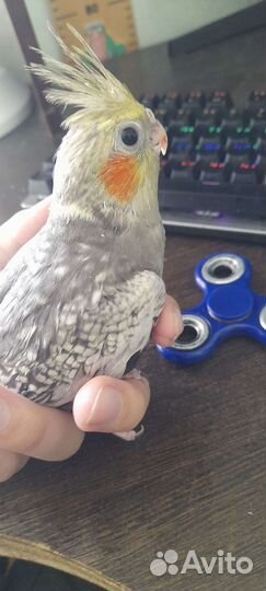 Ручной птенец корелла