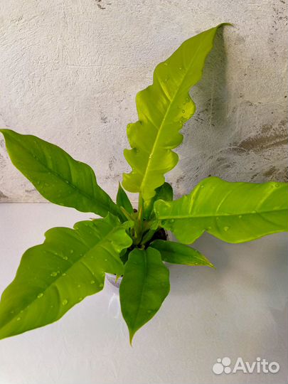 Филодендрон Золотой Крокодил