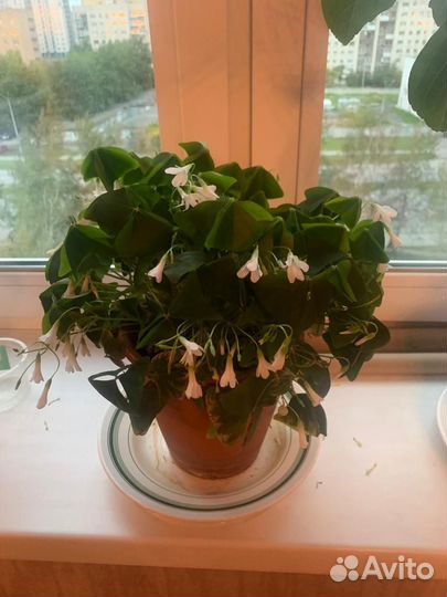 Кислица оксалис (бабочка), фуксия