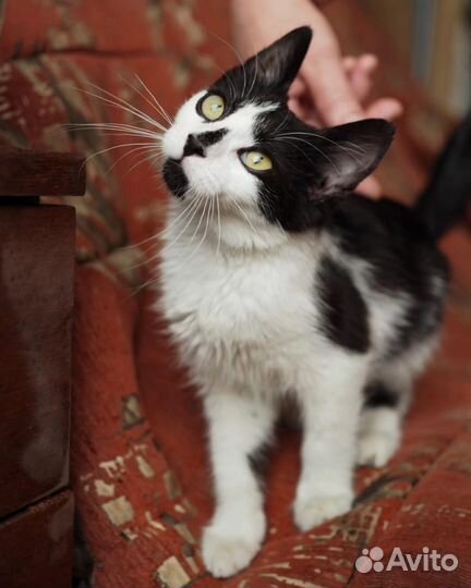 Котята 3 месяца