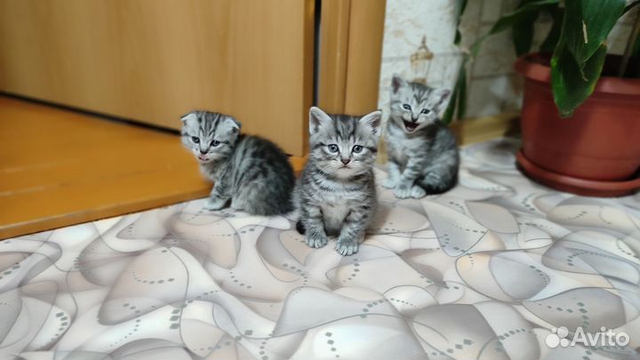 Котята шотландской вислоухой кошки