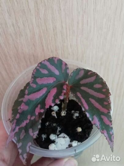 Редкие видовые Бегонии