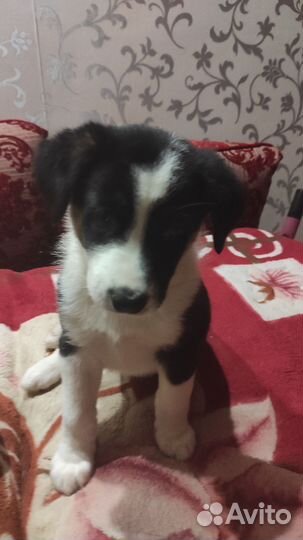 Собака в добрые руки отдам бесплатно