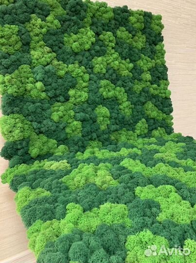 Изготовление панелей из стабилизированного мха