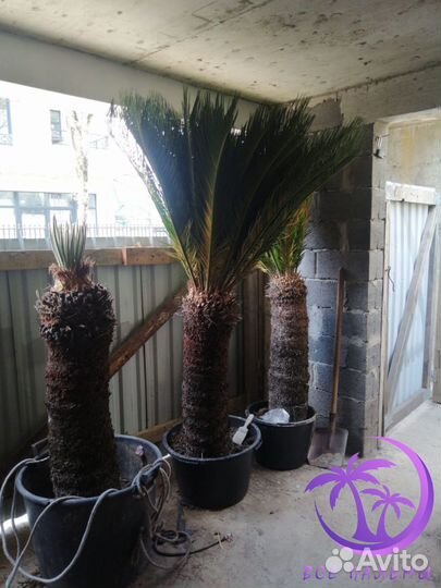 Пальма Большая Цикос (Саговник)