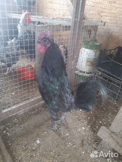 Куры ухейилюй