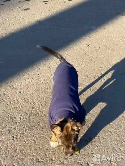 Мини той-терьер