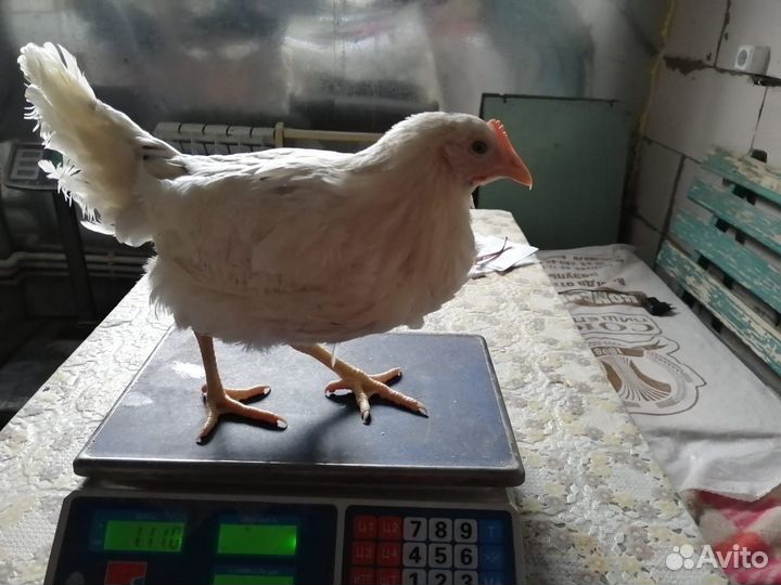 Куры Несушки