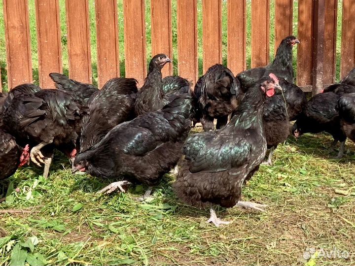 Куры молодки Джерсийский гигант Петухи Род-айленд