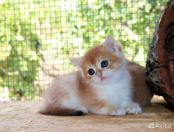 Шотландская золотая шиншилла мальчик ny 12