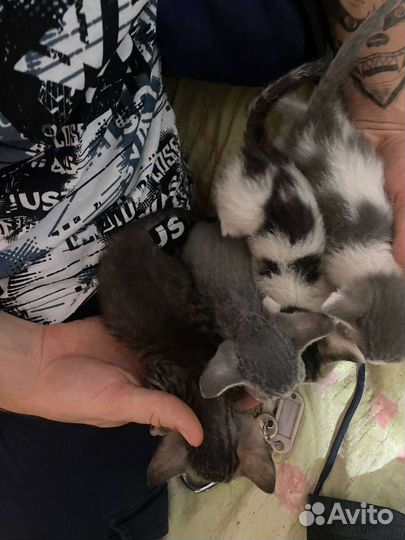 Отдам котят в добрые руки