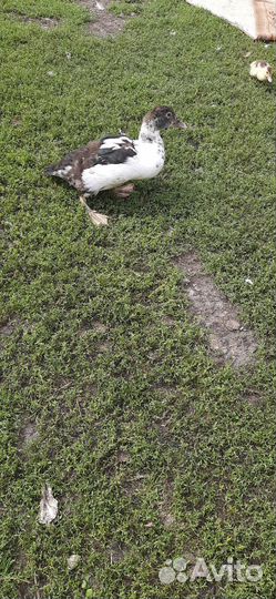 Мускусные утки