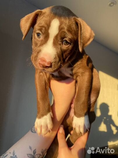 Щенки питбультерьера