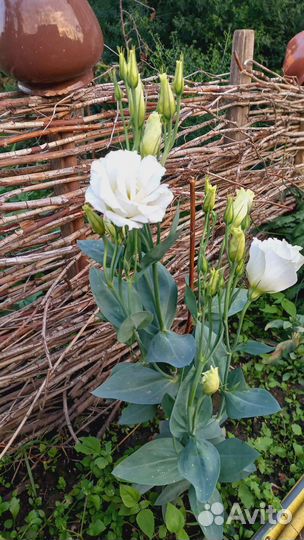 Саженцы цветов