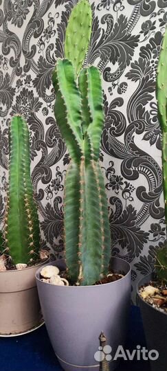 Большой кактус