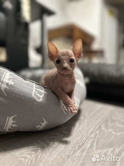 Канадский сфинкс котята