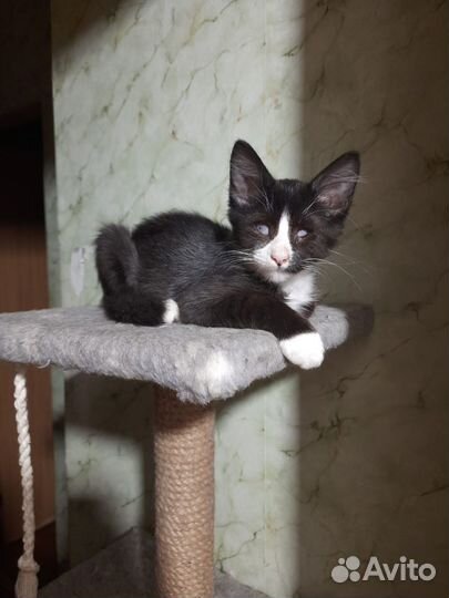 Особенный котёночек