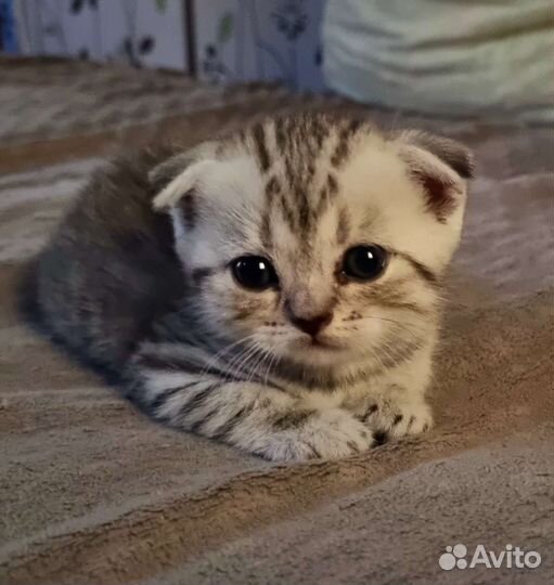 Шотландская вислоухая кошка