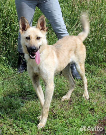 Активный Дин