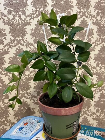 Эсхинантус/Фикус Дунетти/Аглаонема Сильвер Кинг