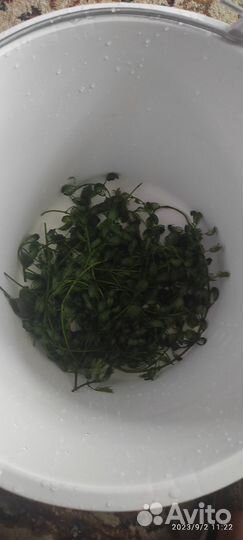 Аквариумные растения