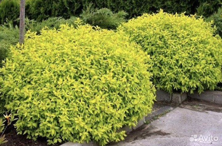 Спирея японская Голден Принцесс
