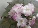 Фи�алки сортовые розовые цветущие, детки, листики