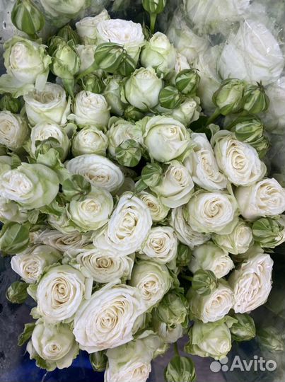 Кустовые розы