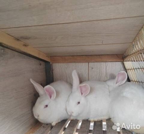 Крольчата нзб