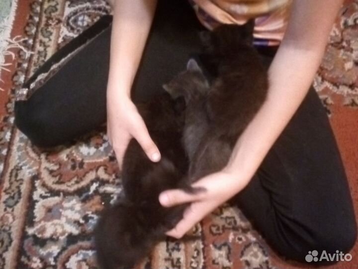 Котята в добрые руки