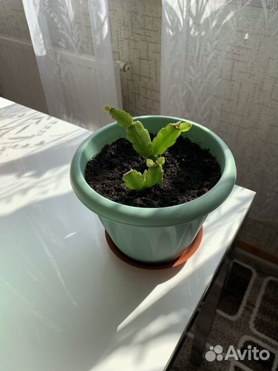 Цветок декабрист