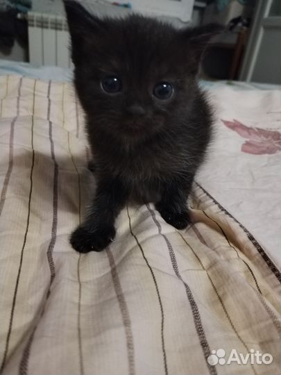 Шотландская кошка