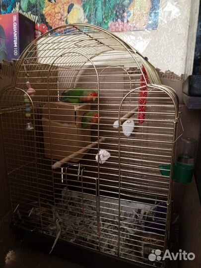 Пара неразлучников