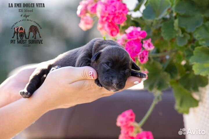 Очаровательные малыши апбт