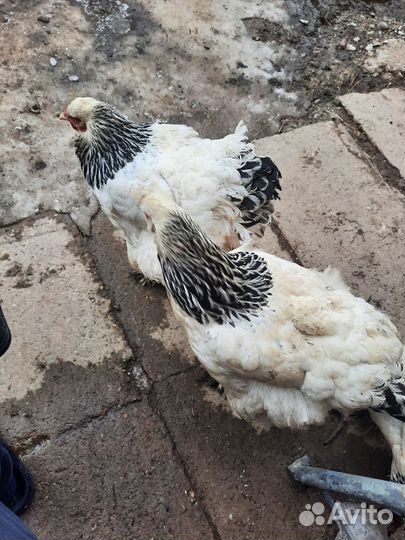 Инкубационное яйцо породистых кур