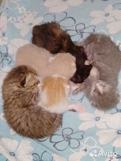 Кошка
