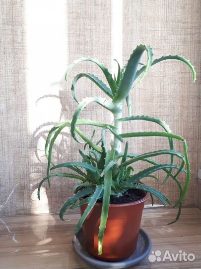 Комнатные цветы (фикус, алоэ, бегония)