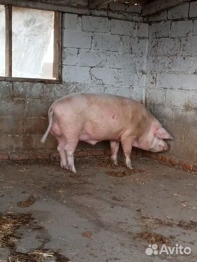 Хряк на племя