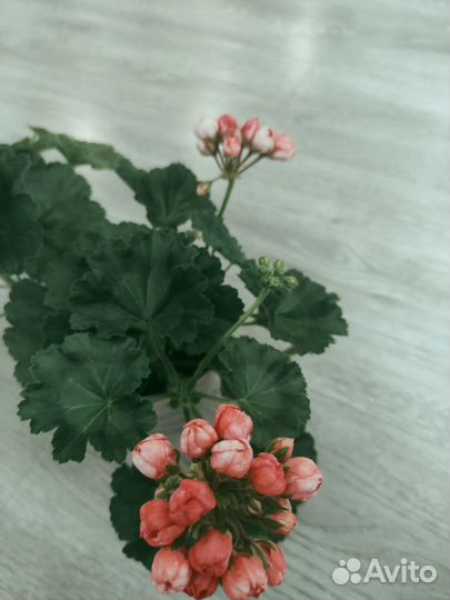 Пеларгония розовидная(герань) обмен