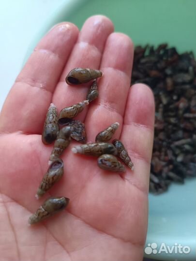 Аквариумные улитки