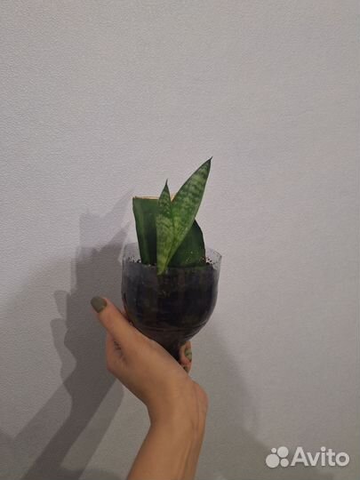 Сансевиерия высокорослая