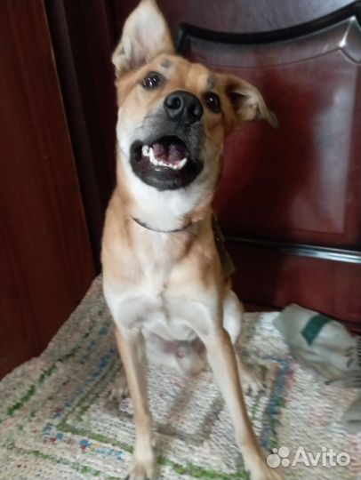 Собака в добрые руки