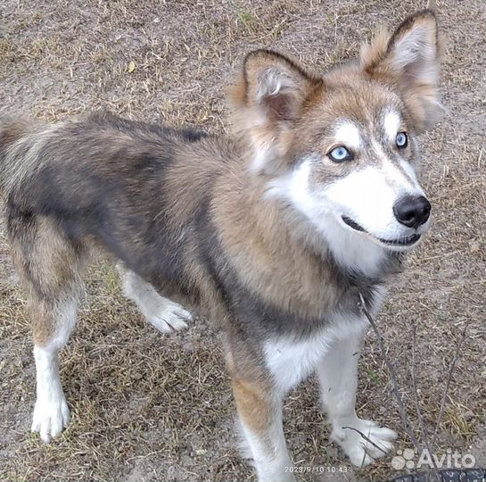 Сибирский хаски