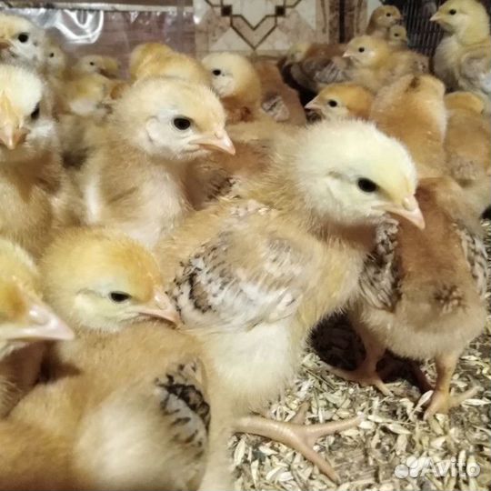 Индюшата, цыплята