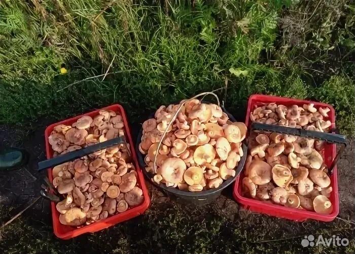 Грибы рыжики свежие